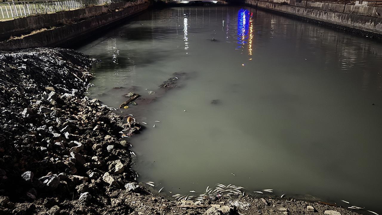 Bakırköy'deki dere yatağında kıyıya vurmuş ölü balıklar ve inceleme yapan ekipler