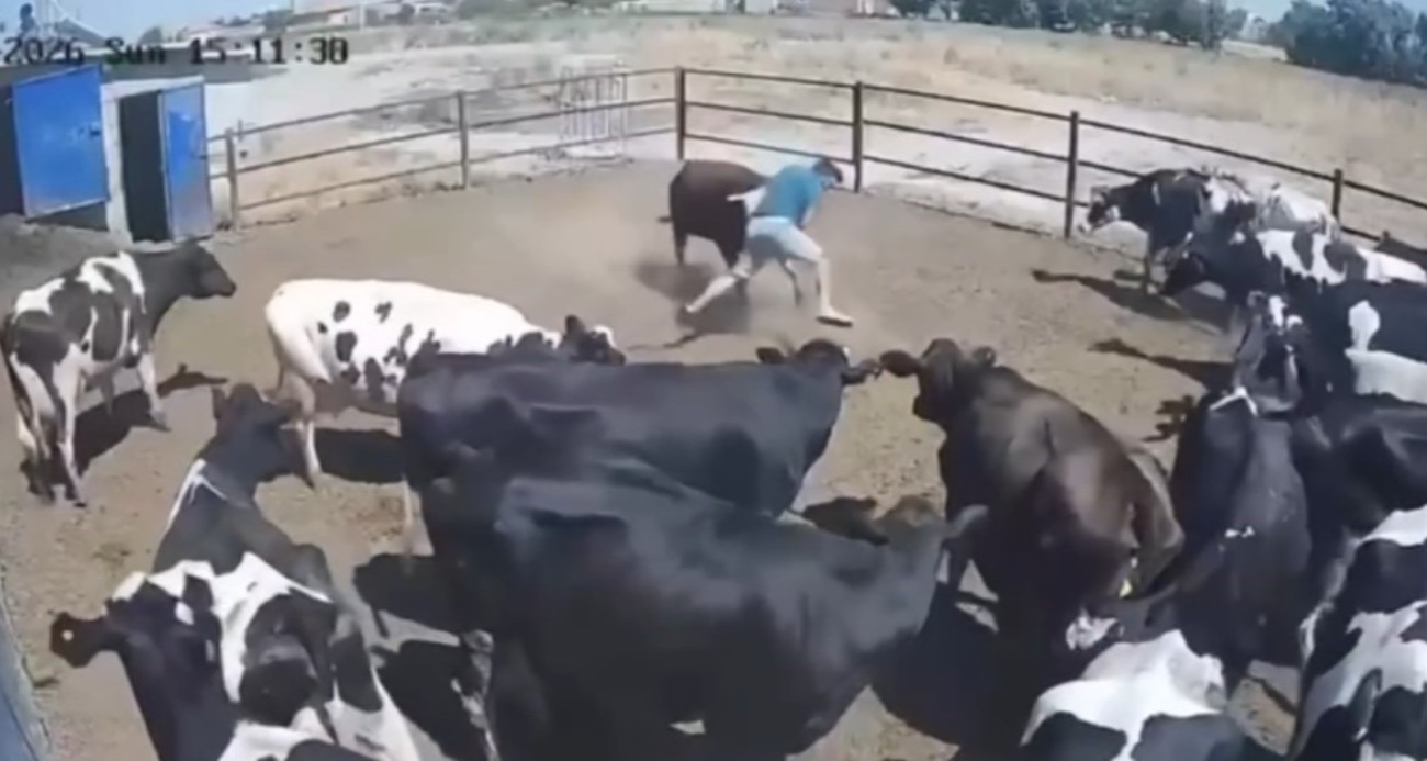Konya'da Boğanın Saldırdığı Besici Tehlike Atlattı