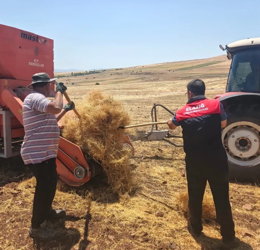 Ağın’da Mercimek Hasadında Teknik Kontroller Sürüyor